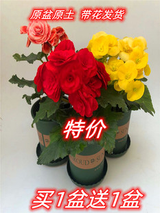 丽格海棠重瓣带花发货四季海棠玻璃翠花卉盆栽花玫瑰海棠室内花卉