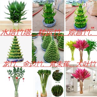 竹塔富贵竹招财节节高办公室内水培竹子龙竹光影主金边竹紫竹蕉转