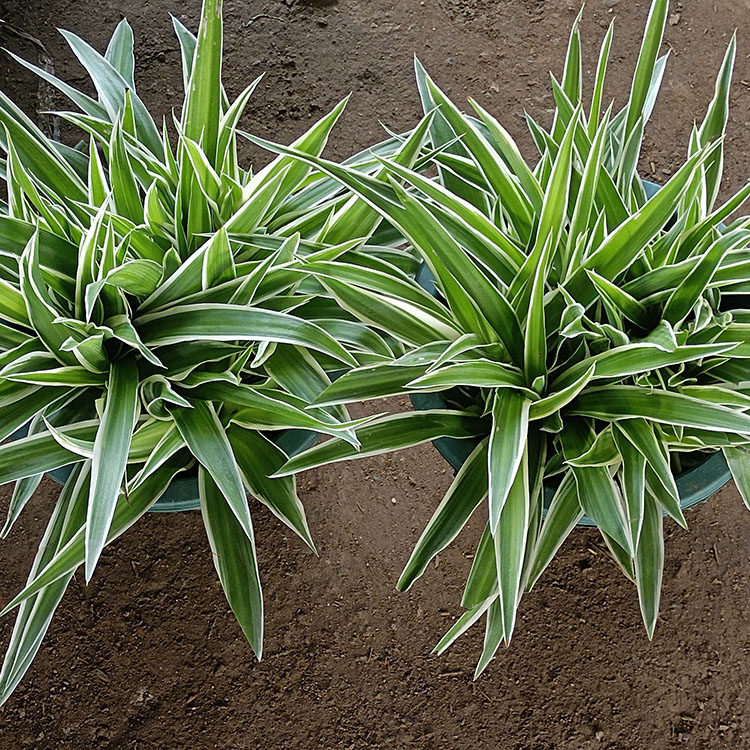 金边吊兰盆栽室内阳台净化空气吸甲醛好养植物青叶吊兰花花卉垂吊,鲜花速递/花卉仿真/绿植园艺,绿植,淘宝优惠券,粉丝福利购,淘宝优惠卷