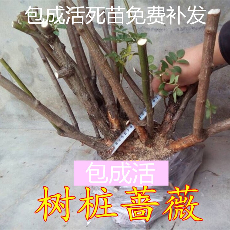老根12年当年开花包成活爬藤蔷薇