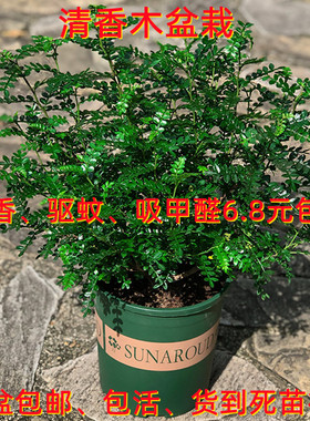 正宗清香胡椒木盆栽室内桌面驱蚊草四季花卉绿植净化空气植物