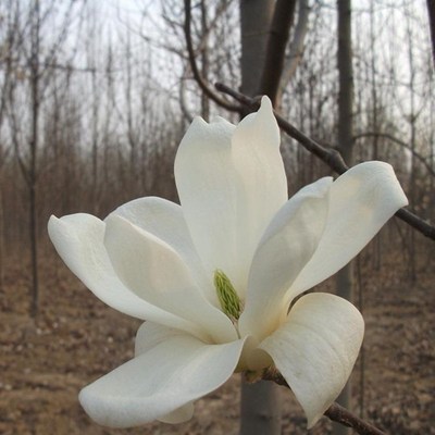 玉兰花树苗庭院绿化苗木种植