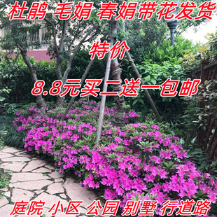 毛杜鹃小苗夏鹃映山红树苗庭院绿化工程室内毛娟耐寒杜鹃花苗带花