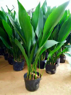 一叶兰盆栽大叶万年青客厅室内阳台观叶植物花卉四季常青耐寒绿植