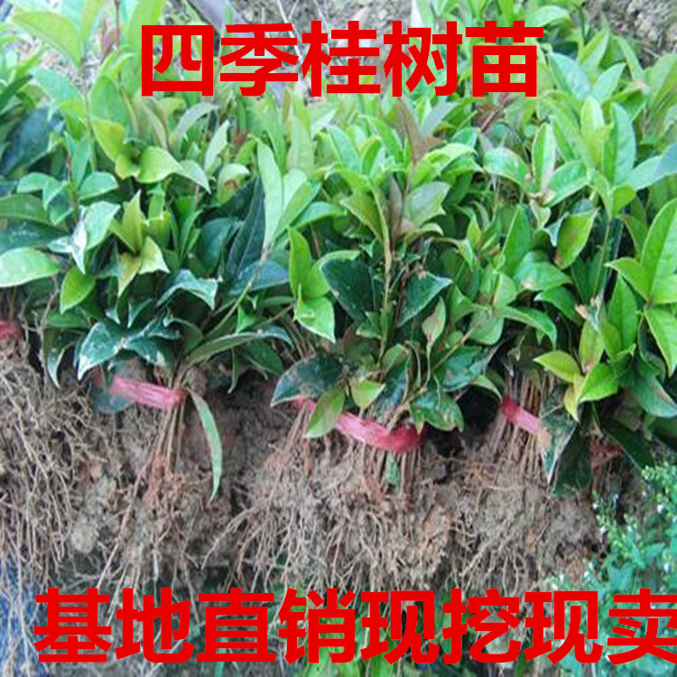 桂花苗桂花树树苗四季桂篱笆苗