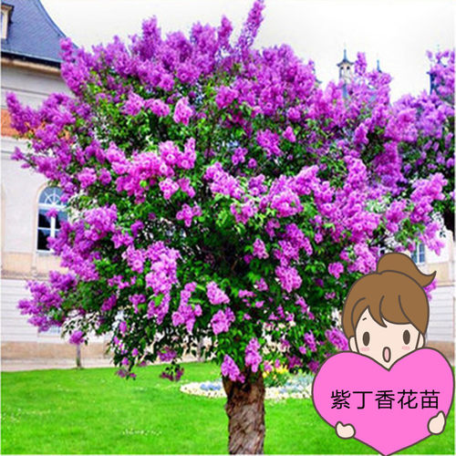 丁香花树苗耐寒花卉盆栽植物阳台室内花绿植室外四季开花不断易活