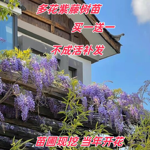 夏季庭院围墙当年开花