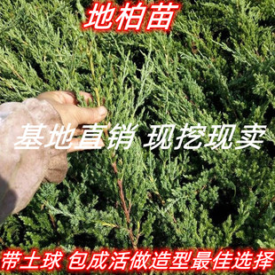 铺地柏苗盆景黑松 五针松盆栽造型庭院室内观叶花卉植物四季种植