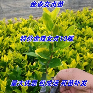 女贞苗庭院绿篱围墙金森女贞苗四季常青绿化树苗金森球抗寒易成活
