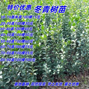 冬青树苗四季常青篱笆墙耐寒大叶黄杨冬青球庭院别墅绿化苗易成活