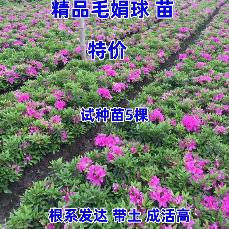 绿化苗木树苗毛杜鹃庭院植物