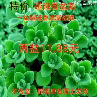 碰碰香盆栽室内阳台多肉植物驱蚊草一抹香老桩净化空气迷迭香薄荷