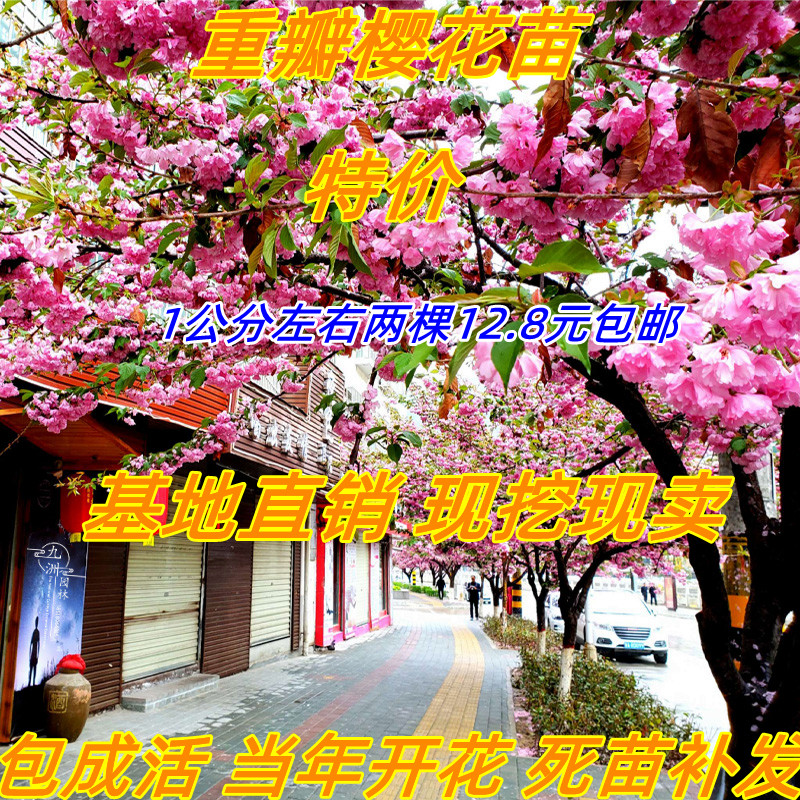 庭院重瓣樱花树盆栽小苗地栽南北方种植园林绿化苗木工程风景树苗