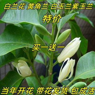 白兰花盆栽花卉观植物室内阳台庭院黄兰四季开花浓香型白兰花带花