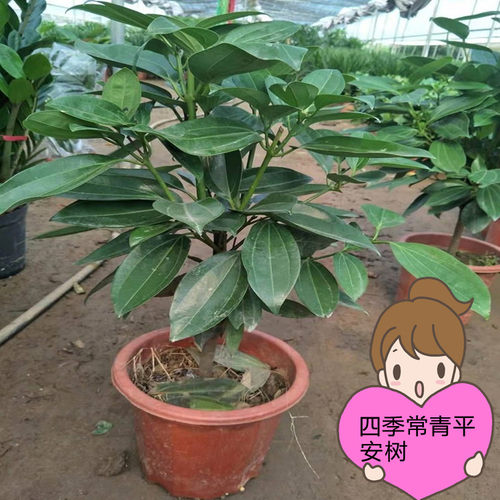 室内大型绿植平安树花卉盆栽办公室大客厅幸福树四季常青绿色植物