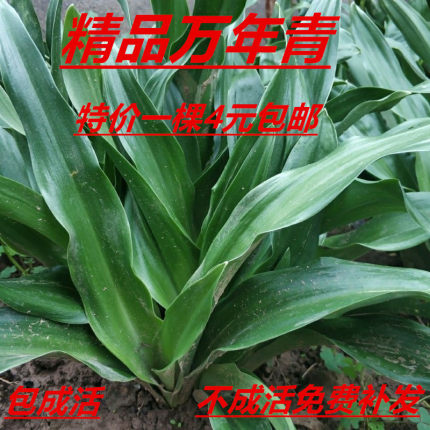 精品万年青结婚订婚乔迁搬家四季常青室内外盆栽地栽耐寒绿化植物