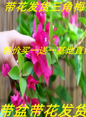 三角梅盆栽带花大苗阳台庭院爬藤