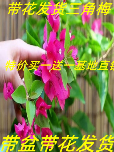 三角梅盆栽带花大苗阳台庭院爬藤