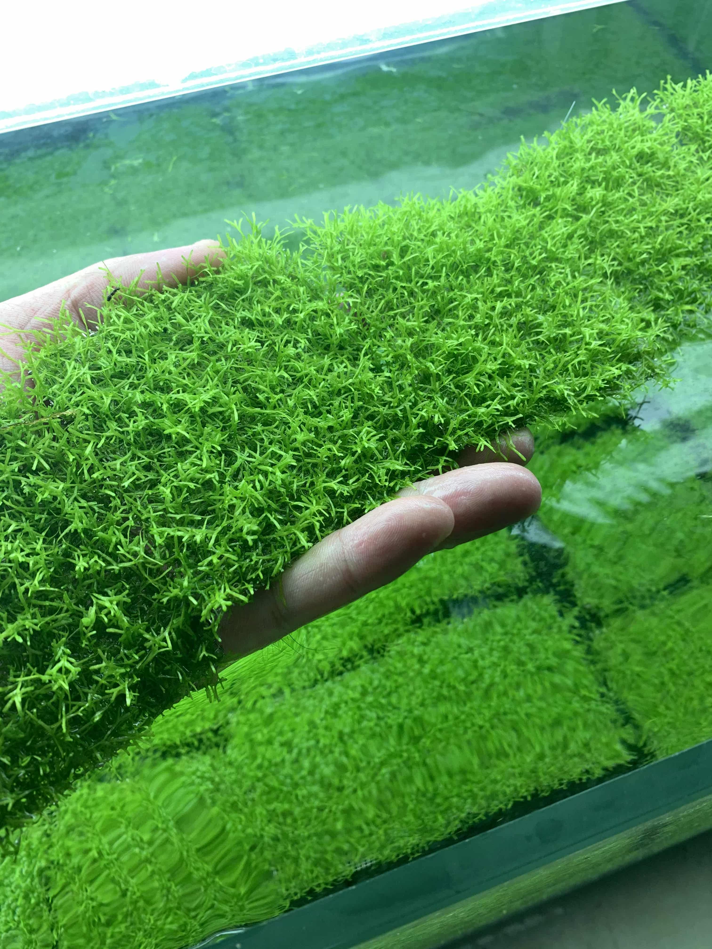 鱼缸造景鹿角苔莫斯水草增氧植物淡水冒泡慕斯片定植阴性前景草坪