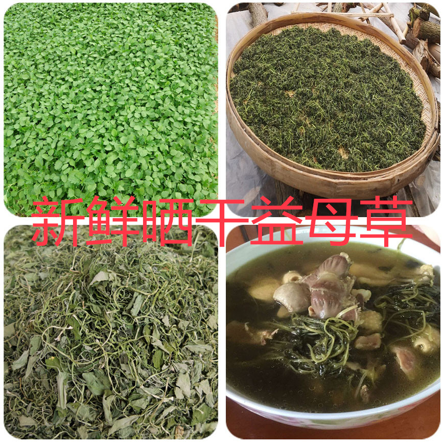 新鮮曬干益母草250g潮汕特產