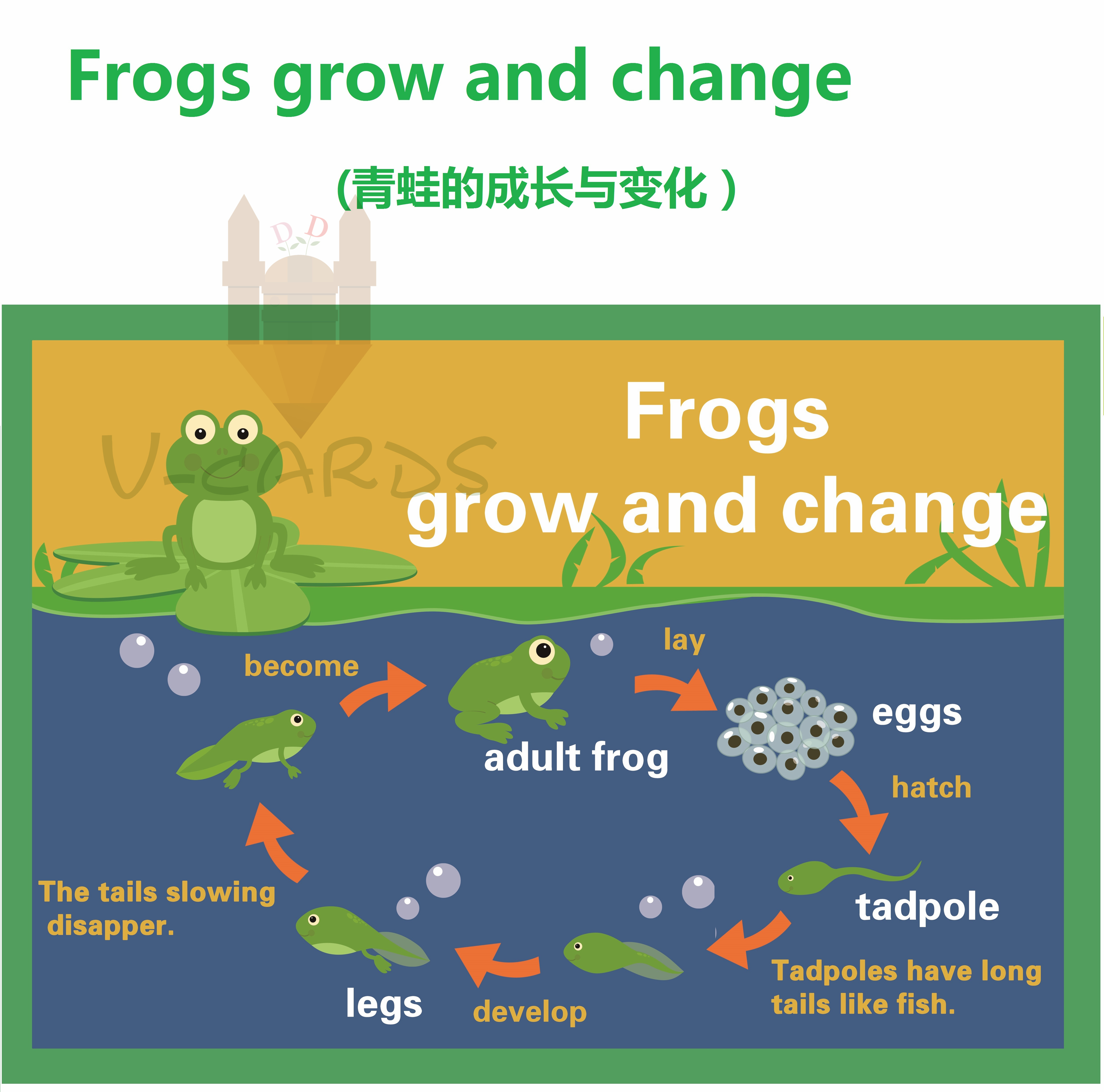 思维导图frogs grow青蛙成长主题英语早教教具大卡教室装饰海报