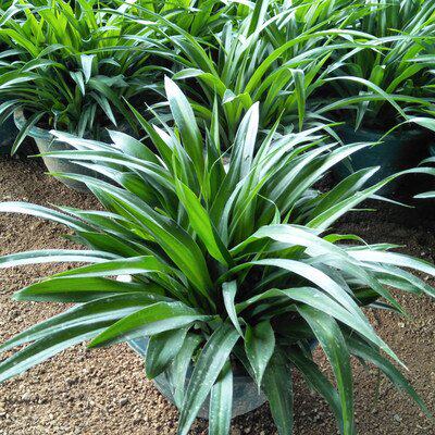 长沙同城配送花卉绿植青叶金边吊桌面绿植