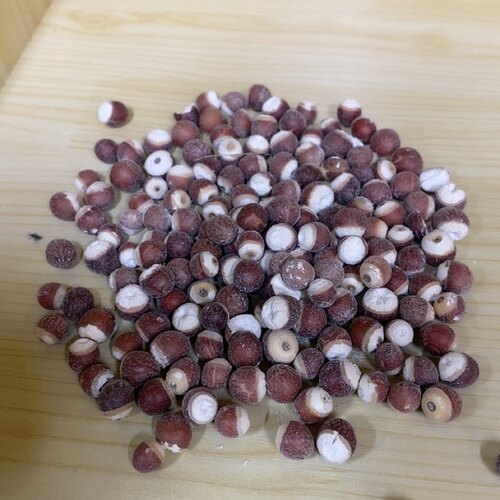 广东茨实大颗