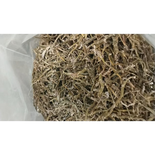 云南珍虫石斛