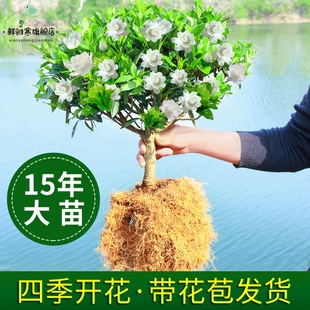 栀子花树苗大花浓香型花卉盆栽植物四季开花枝枝花苗阳台庭院老桩