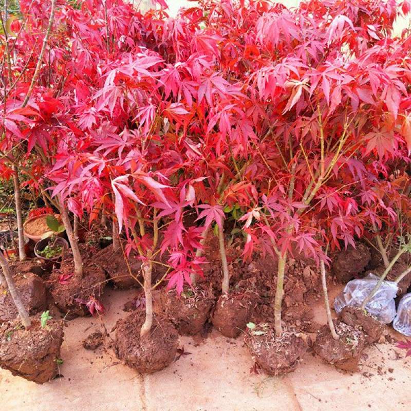 盆栽花卉红枫盆景热销红枫树苗矮树桩型包邮热销红枫树苗