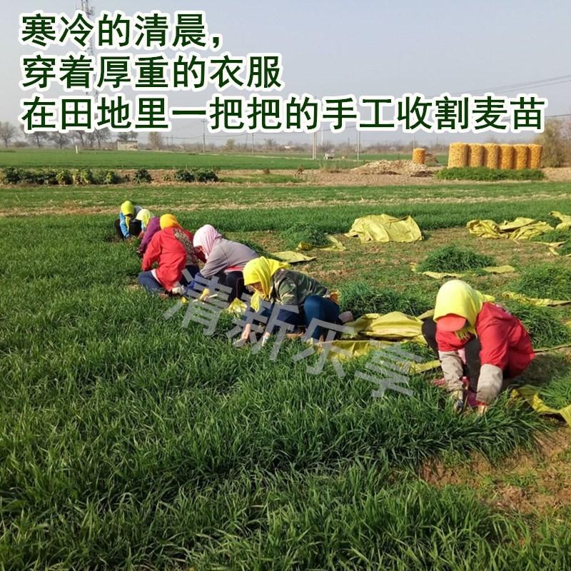 兔子草干草小麦草龙猫荷兰饲料包邮种植新2019牧草烘干自家猪干