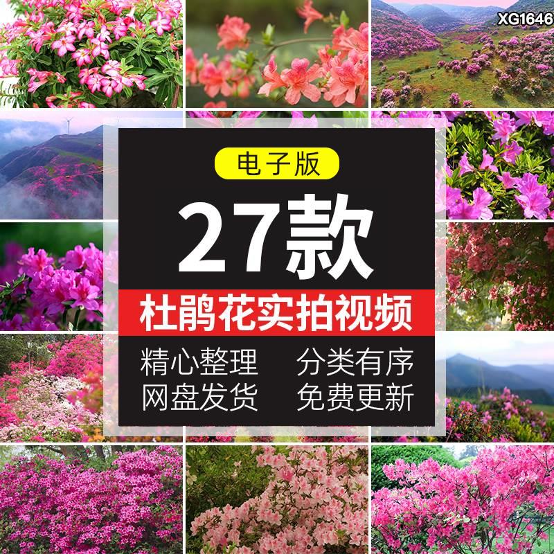 杜鹃花盛开漫山唯美春天花海春暖花开绽放盛开映山红实拍视频素材