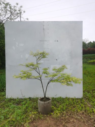 枫树祖母幽灵Acer palmatum 'Grandma Ghost'