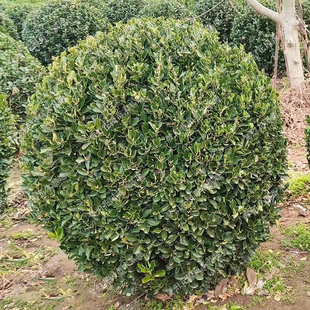 冬青树苗大叶黄杨球绿篱围栏庭院绿化苗木耐寒篱笆苗冬青球卫矛苗
