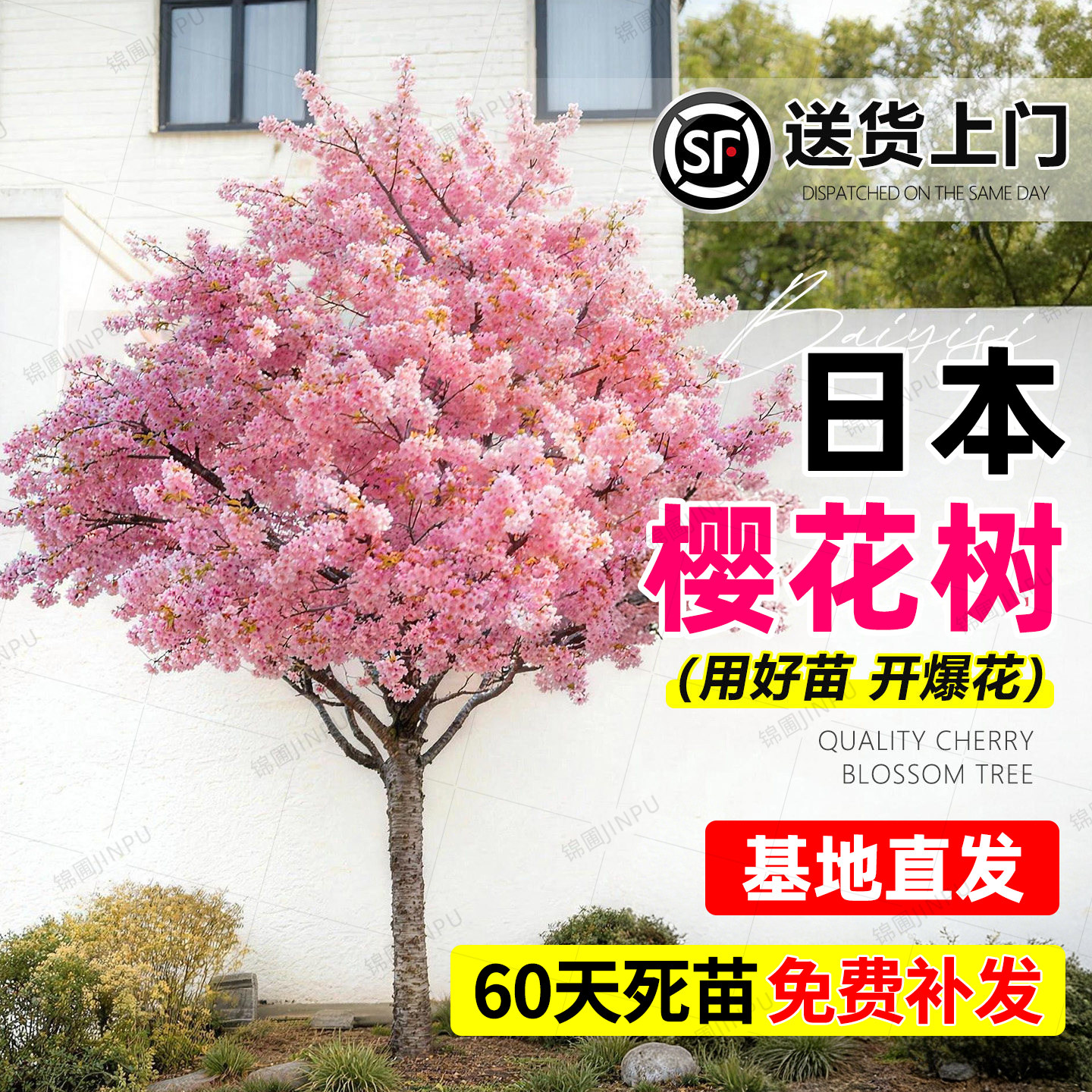【热销榜top产品】樱花树苗图片