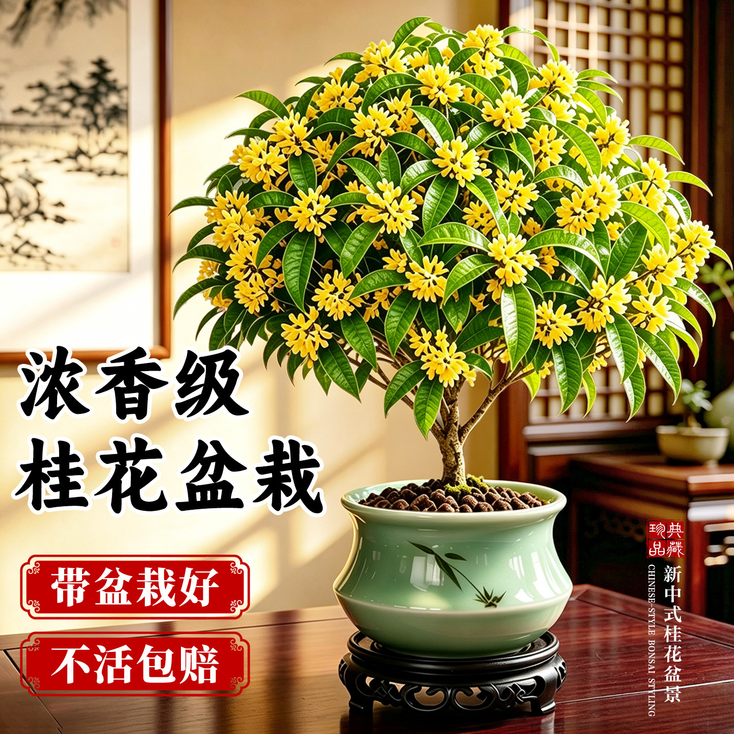 桂花盆栽老桩室内浓香型四季金桂图片