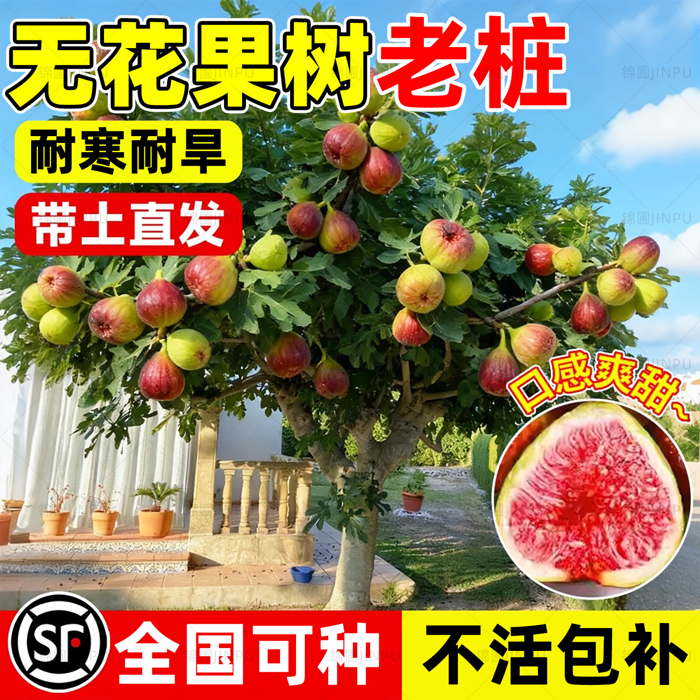 【全网热销5万+】无花果图片