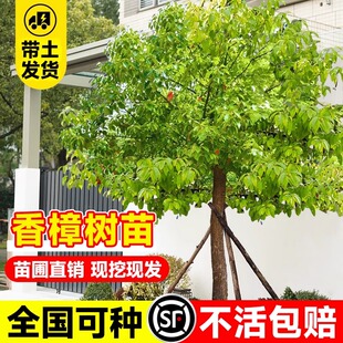 香樟树苗大树大小叶龙脑樟庭院室外南北方种植绿化风景树四季常青