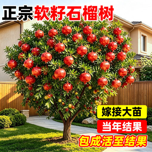 【全网热卖5万+】突尼斯软籽石榴