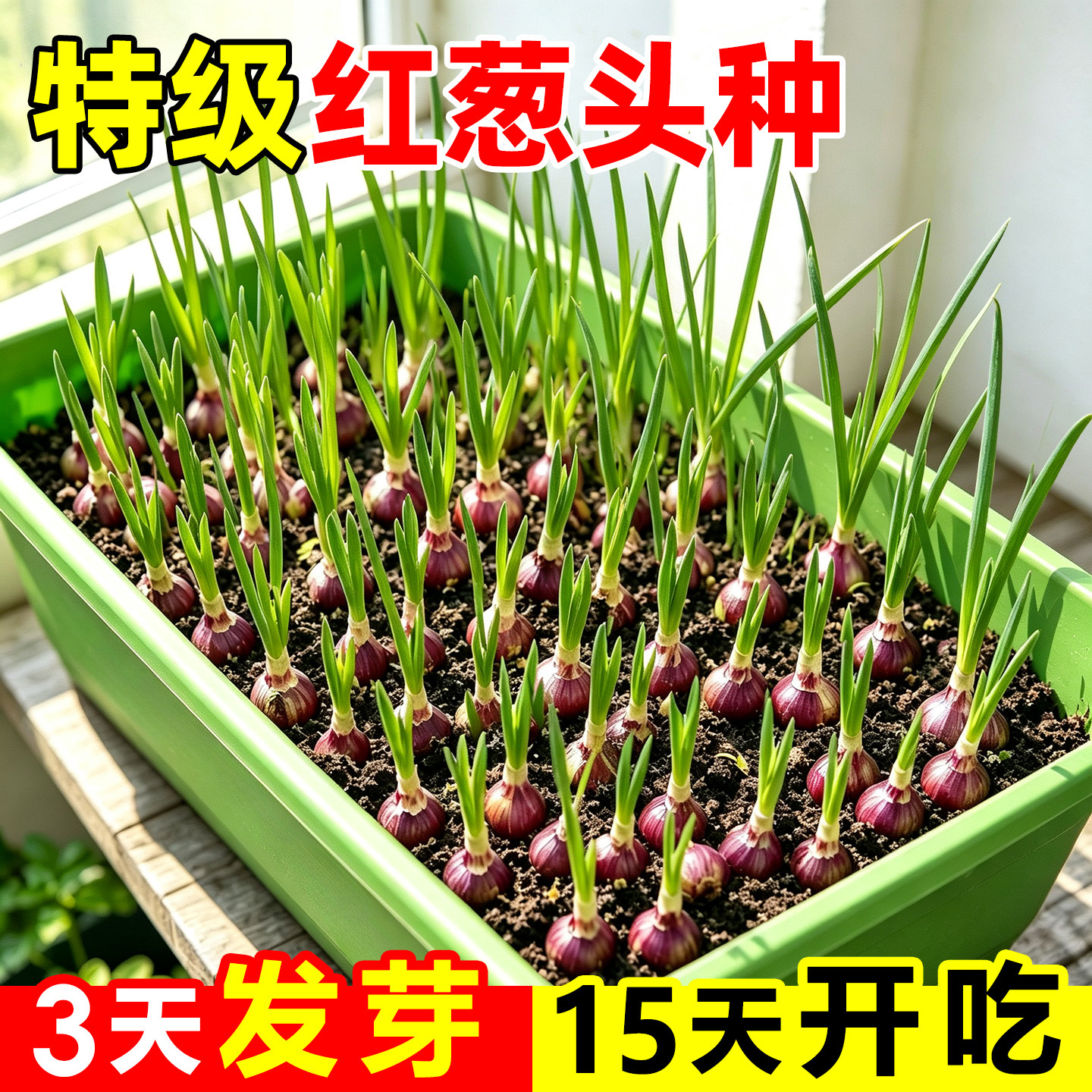 正宗老品种红葱头种籽阳台盆栽四川火葱四季小香葱大蒜头种子批发
