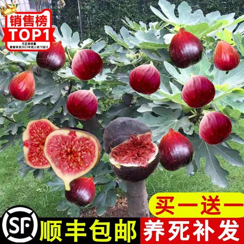 果苗特大庭院阳台南方种植