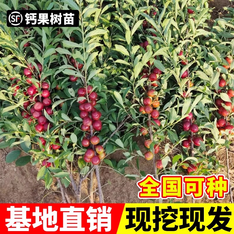 中华钙果苗盆栽地栽脱毒嫁接