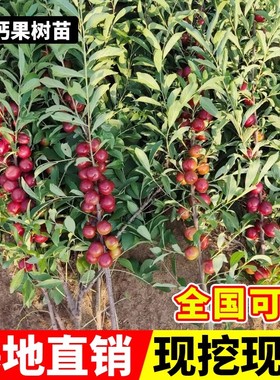 中华钙果苗盆栽地栽脱毒嫁接果树苗南北方耐寒种植水果树当年结果