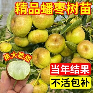 枣树活苗蟠枣树果苗特大冬枣超甜带土球嫁接苗南北方耐寒种植果树