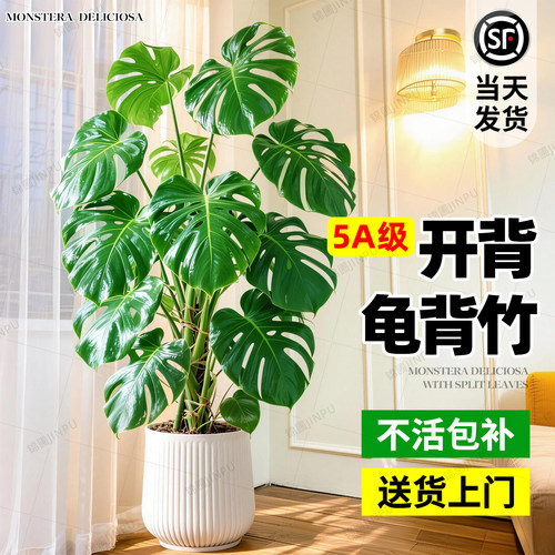 【热销10万+】龟背竹客厅大盆栽