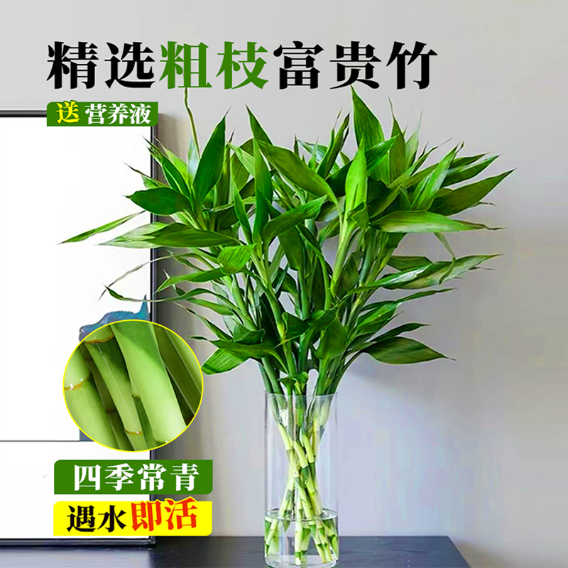 富贵竹水培植物转运竹子带根水养室内好养绿植盆栽观音竹四季常青