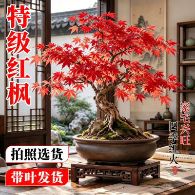 【全网热卖8万+】精品红枫树盆栽