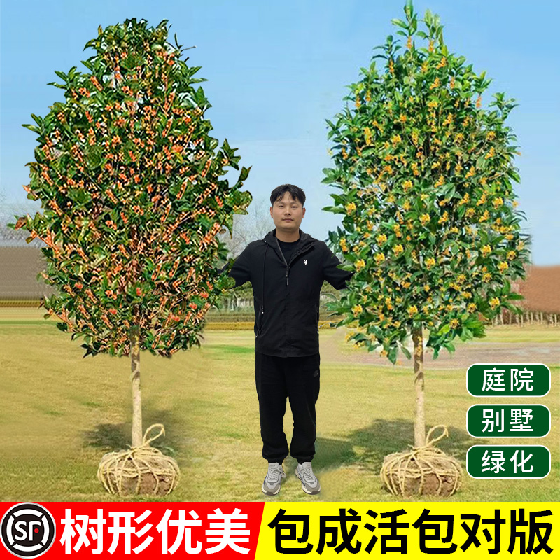 桂花树金桂四季桂花树四季常青