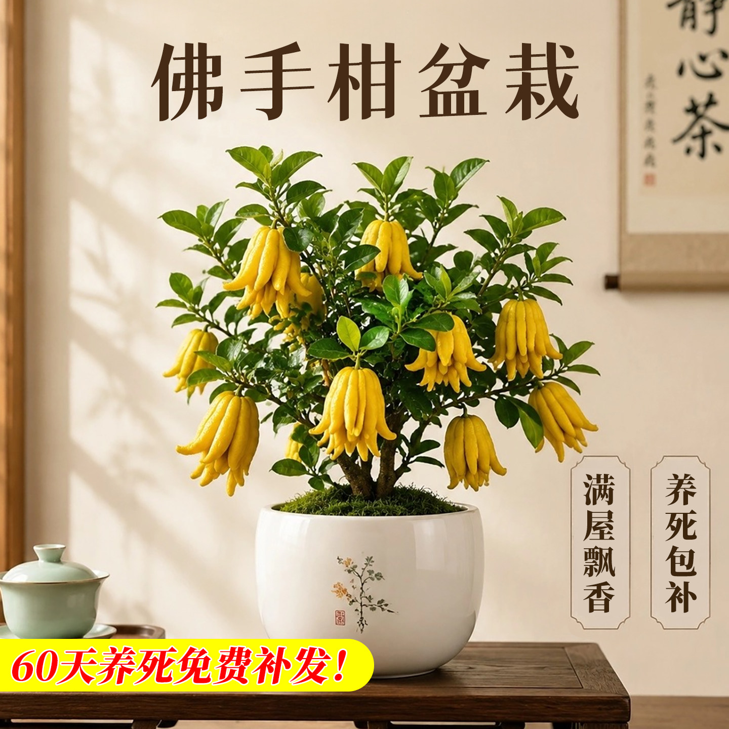 正宗金华佛手树苗带果发货客厅阳台好养四季常青食用观赏盆景
