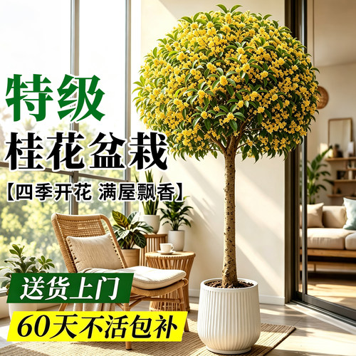 【全网热卖5万+】四季桂桂花盆栽
